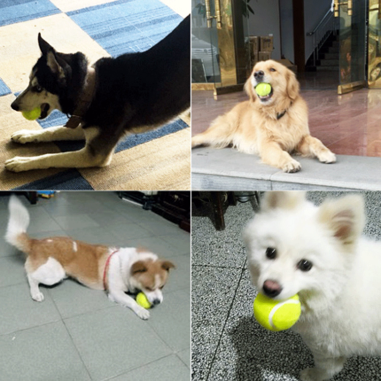 Pet tennis dog đồ chơi bóng cắn kháng răng hàm tennis dog tennis bóng bouncy bóng massage bán bóng tennis