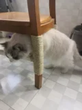 Маленький кошачий меч Джек DIY Кошка для лазания для лазания по борту доски домашние кошки игрушки для шлифования и мебель для кошек ручной работы ручной работы ручной работы ручной работы ручной работы