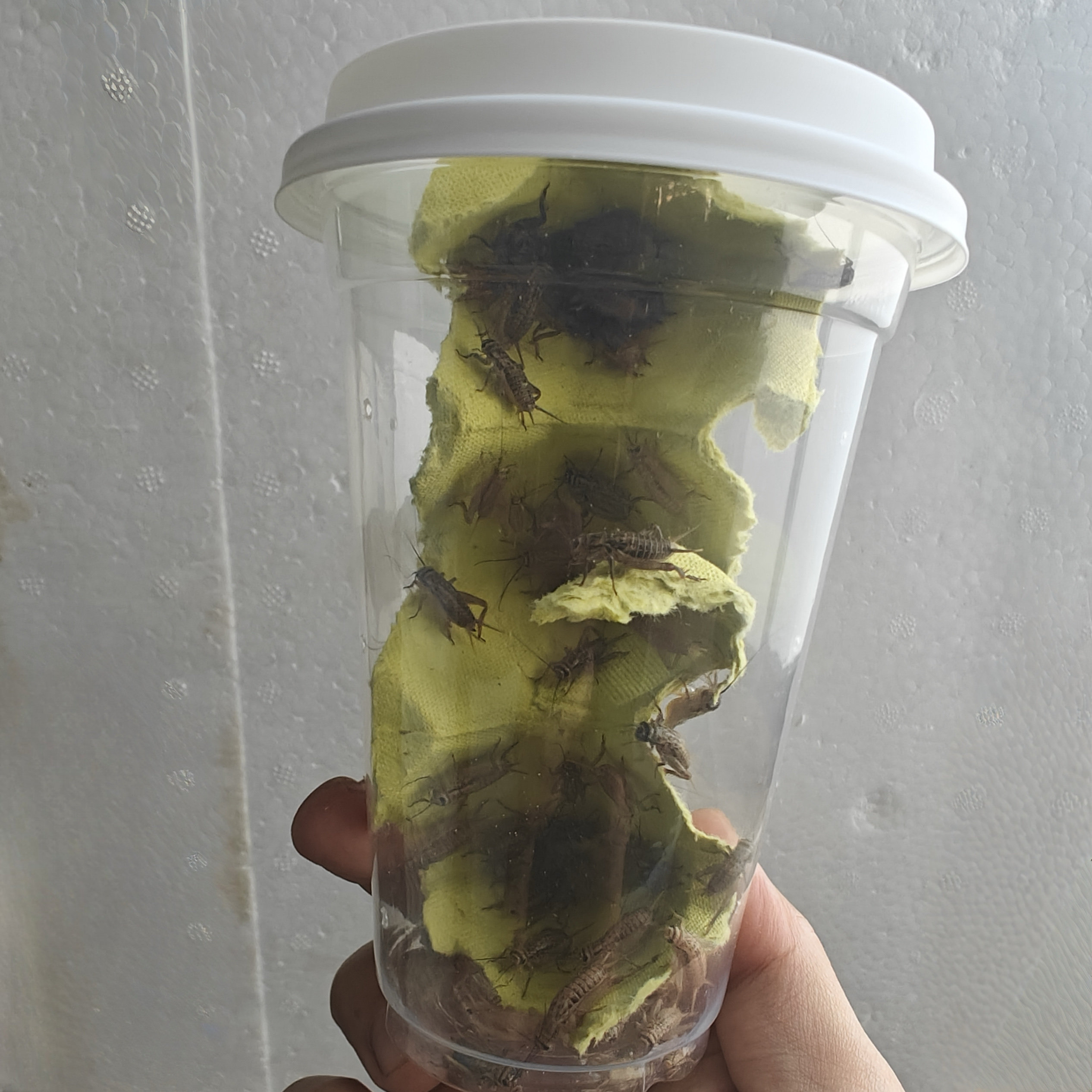 苏州陆幕御窑村蟋蟀盆许和尚素直口：古韵蟋蟀罐，收藏爱好者的福音