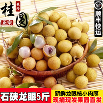 Spot Guangdong Gaozhou Longan Chu Liang Shek Kip fresh water water Lingnan longan is now picked and sent 6 pounds with a box of old trees