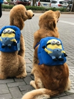 Big Dog Schoolbag Golden Ray Samoyed Husic Pets в рюкзаке у крупных собак и собак на открытом воздухе. Удобные туристические сумки