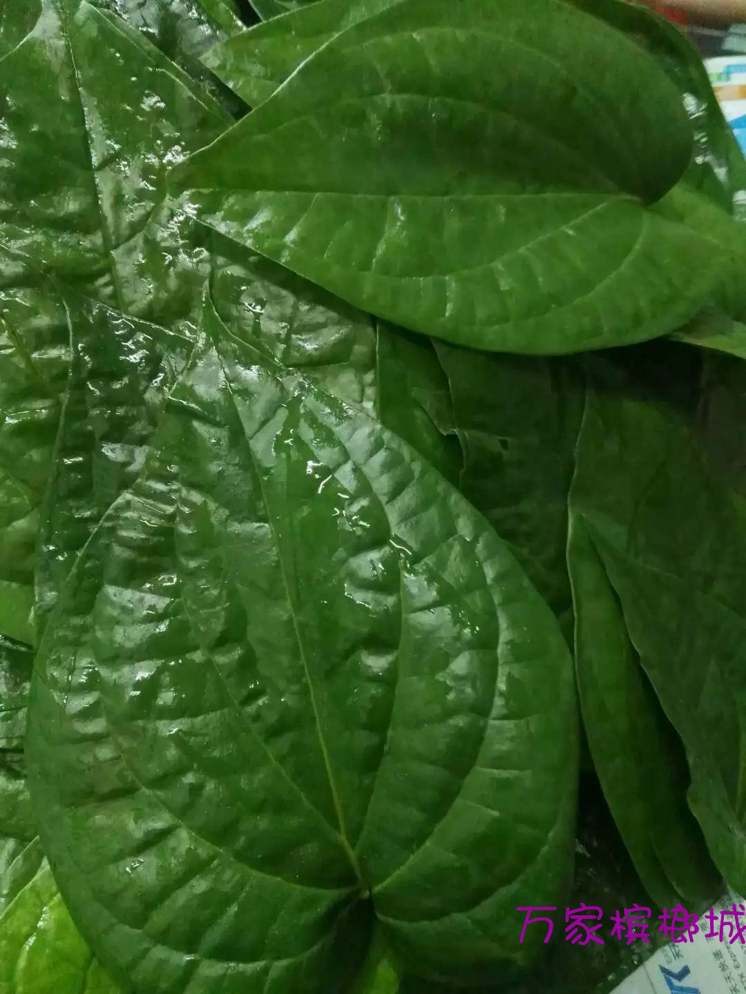 Authentic Taiwan Fresh betel nut leaves Old foliage Abetel betel nut fragrant leaves Taiwan's bud leaves fresh Hainan leaf-Taobao