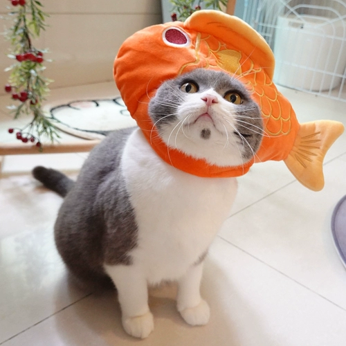 Удачи домашним животным каждый год, удачи в новом году, головной убор в виде рыбы кои, новогодняя шапка для кошки, благоприятное платье, британский короткий американский короткий головной убор