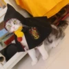 Товары от 喂了猫萌宠服饰店