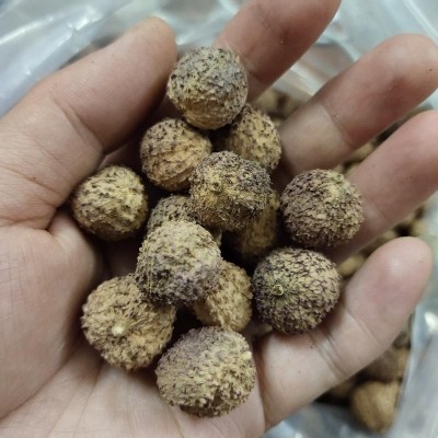 阳春市春砂仁特产