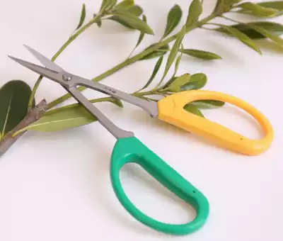 Wang Wuquan slender pointed home gardening scissors to repair small flowers, more meat shoots, twigs, bonsai flower shop gardening scissors