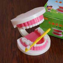 Science Zone Materials Kindergarten Science exploration Kindergarten Science teaching toys Human organs model Childrens teeth