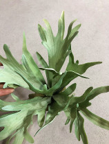 Big antler Fern simulation fern flower art Persian flower arrangement decoration fake flower plant Branch leaves pastoral home