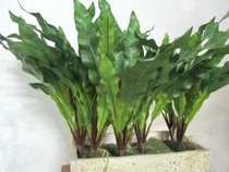 High-grade glue hand feeling simulation put a bunch of seaweed leaves small ferns on the wall decorative potted leaves