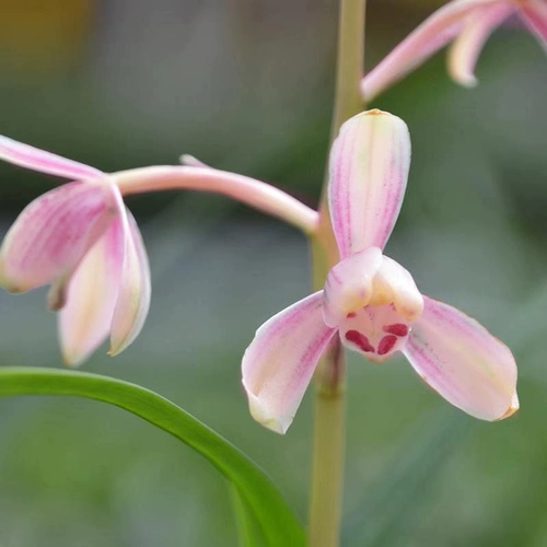 款 款 菖 菖 菖 菖 菖 菖 菖 菖 菖 菖 香 菖 菖 菖 菖 菖 菖 菖 菖 菖 菖 迷 迷 迷 菖 菖