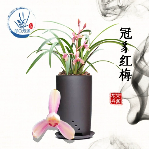 款 款 菖 菖 菖 菖 菖 菖 菖 菖 菖 菖 香 菖 菖 菖 菖 菖 菖 菖 菖 菖 菖 迷 迷 迷 菖 菖