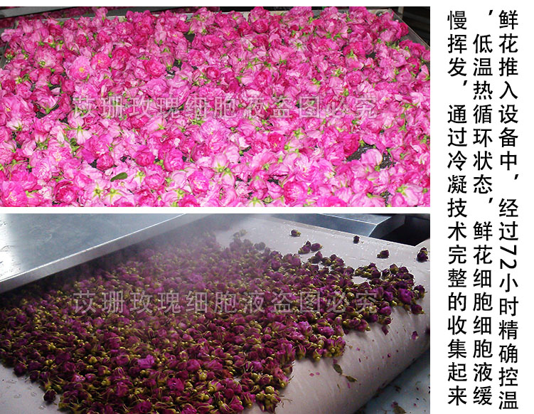 Nước hoa hồng cao cấp tinh khiết chiết xuất nhiệt độ thấp Chất lỏng tế bào corolla Chứa tinh dầu làm sáng màu da và kiểm soát dầu dưỡng ẩm 500ml - Tinh dầu điều trị tinh dầu treo xe
