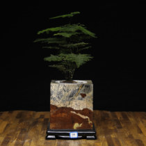 There are many pieces of grass flower stone Guangxi State painting stone quarterstone square flower pot creative multi-meat potted flowers to send sloth water to raise the cup