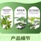 Large Nordic-Style Artificial Green Plants for Outdoor Store and Office Landscaping, High-Quality Green Plants Combined with High-End Areca Palm Green Plants