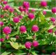 Flower seeds suitable for planting in spring. Various flower seeds for outdoor use. Easy-to-live flower seeds for outdoor use in all seasons.