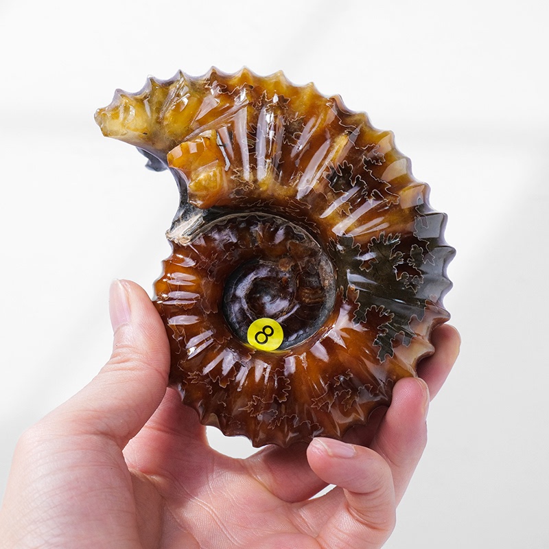 Natural Jadeified Ancient Biological Marine Snail Fossil Specimen, Ammonite, Horn Snail Ornament, Colorful Snail Mineral Specimen, Children's Science Education