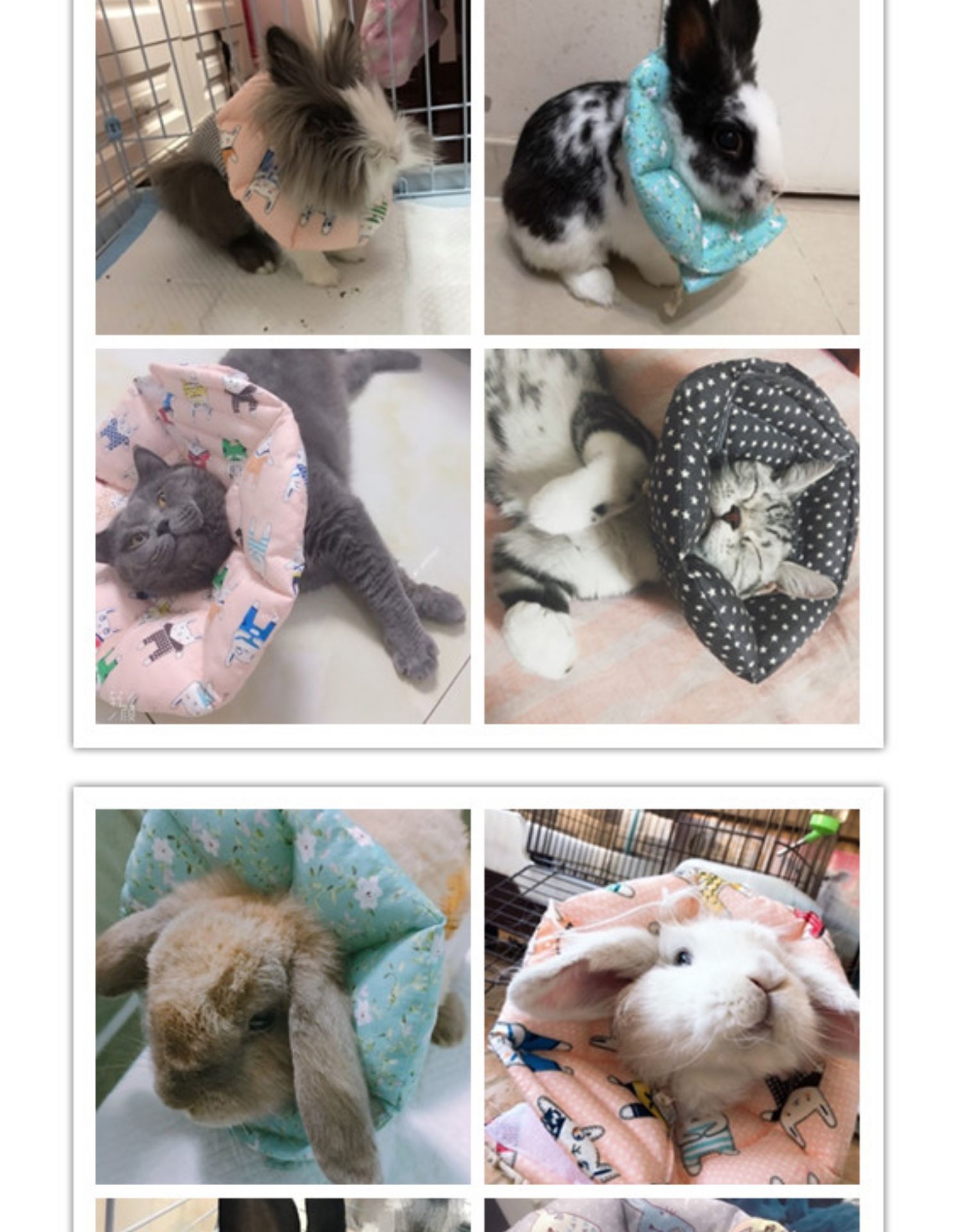 Tùy chỉnh Elizabeth Circle Mèo Bunny Hà Lan Lợn Chinchilla Hedgekey Cổ áo mềm Xấu hổ Vòng tròn Chống cắn Đầu che - Cat / Dog hàng ngày Neccessities 	bát ăn chống gù cho chó	