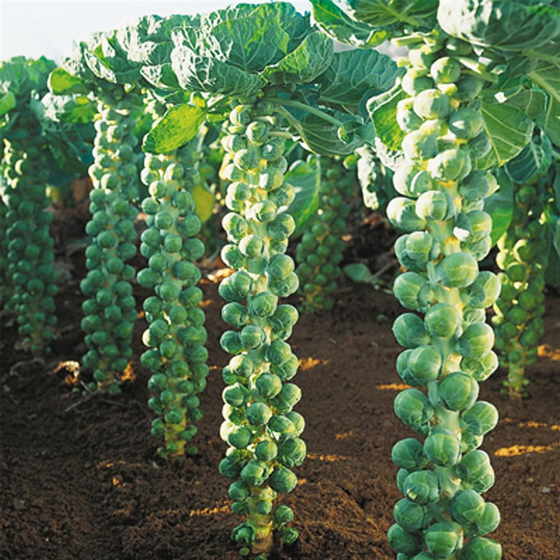 抱子甘藍種子 苗紫色孢子甘藍種籽富蘭克林秋季盆栽特色蔬菜孑 抱子甘藍種子 苗紫色孢子甘藍種籽富蘭克林秋季盆栽特色蔬菜孑