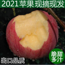 Fresh fruit Apple rock sugar heart Xianyang horse bar red crisp sweet Shaanxi Xunyi red Fuji Apple 10kg