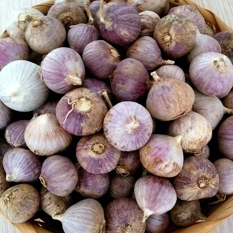 独头蒜500g:云南特产,烹饪香料界的王者,顺丰包邮直达你的厨房!-大蒜-淘宝百科网
