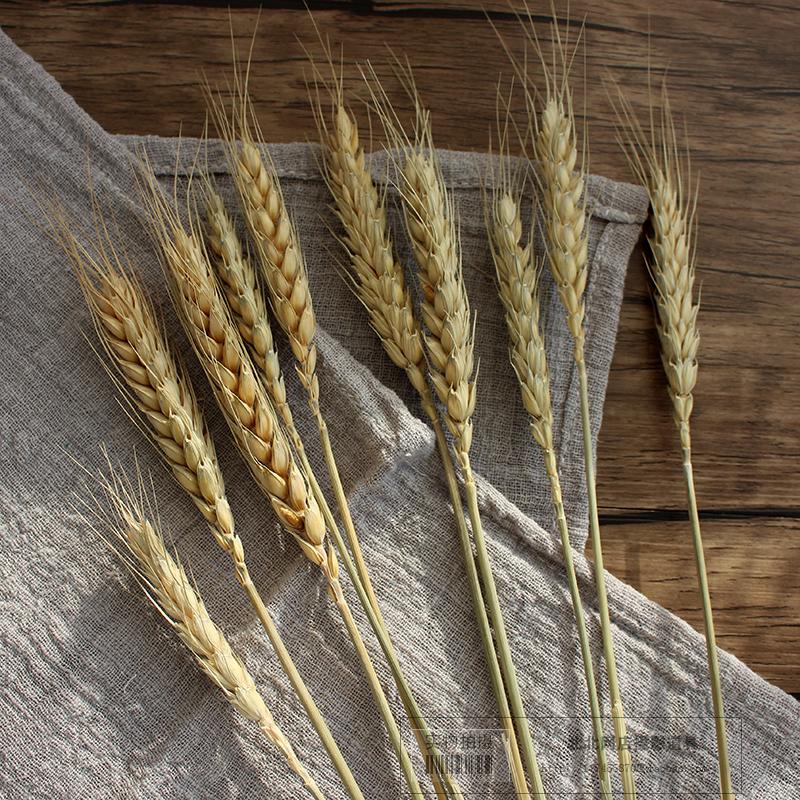 Natural dried flower wheat retro wheat props online shop shooting photography props Taobao background decoration