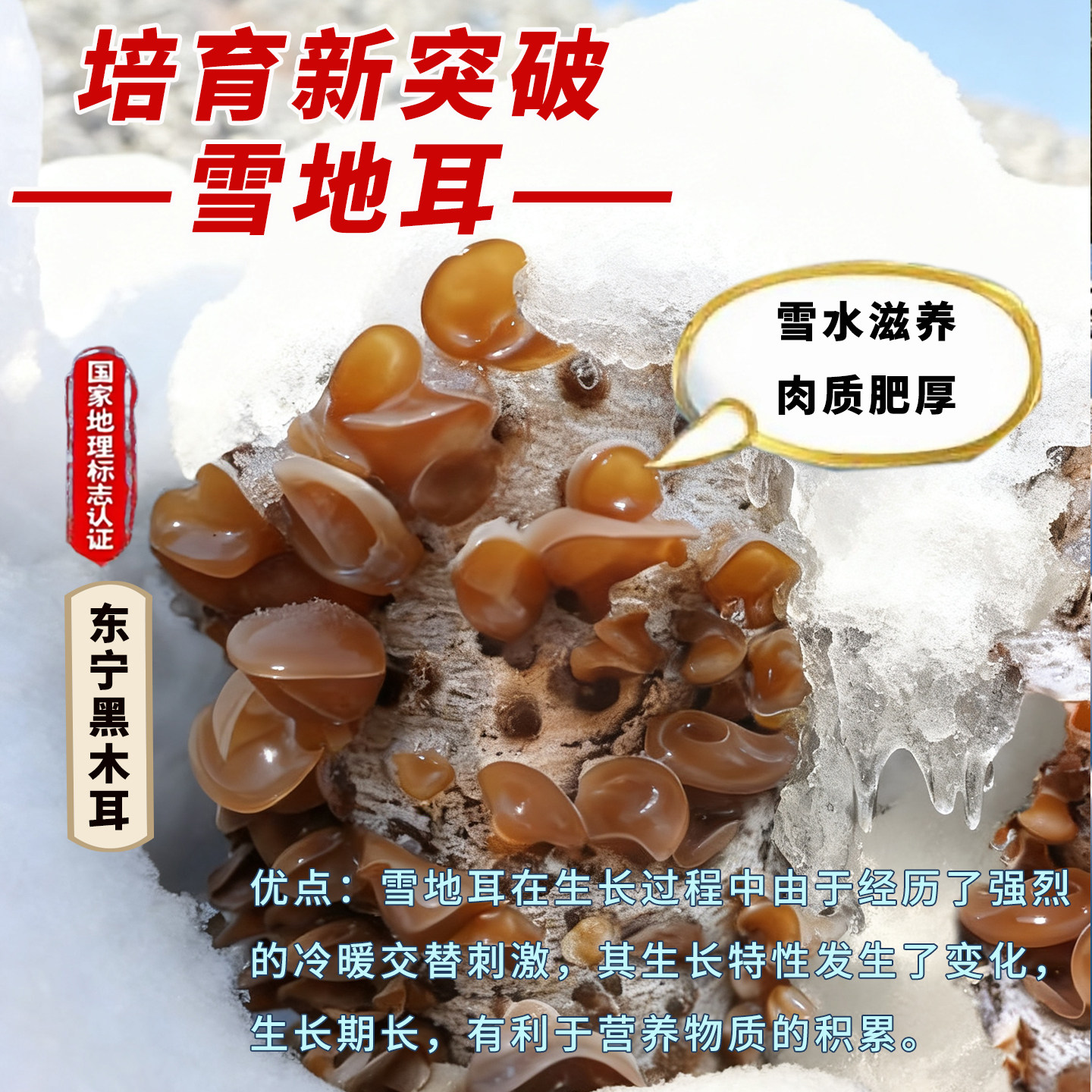 插树岭的秋木耳到底怎么样?如何辨别优劣?-黑木耳-淘宝百科网