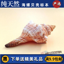 Natural conch shells red spiral conch wedding layout shooting fish tank aquarium decoration starfish listening to the sea