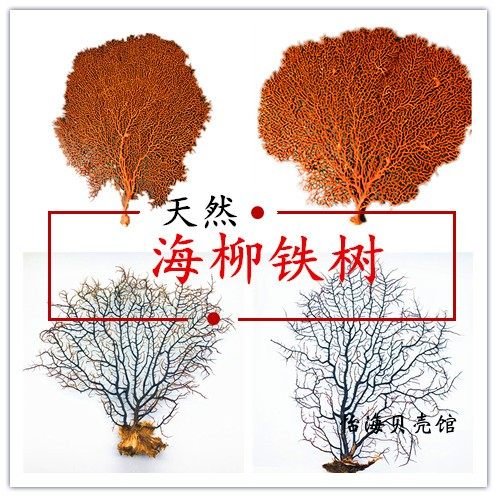Red Sea Lyu Sea Iron Tree Seabed Coral Trees Black Iron Tree Fish Tank Fine Coral Tree Decorations Micro Landscape Sea Trees