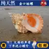 Golden mouth frog snail Big white frog snail Natural sea snail Shell Stone snail horn fish tank Home decoration gift
