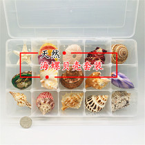 Selected gift box Shell natural conch shell coral starfish specimen set ritual floor ornaments toy