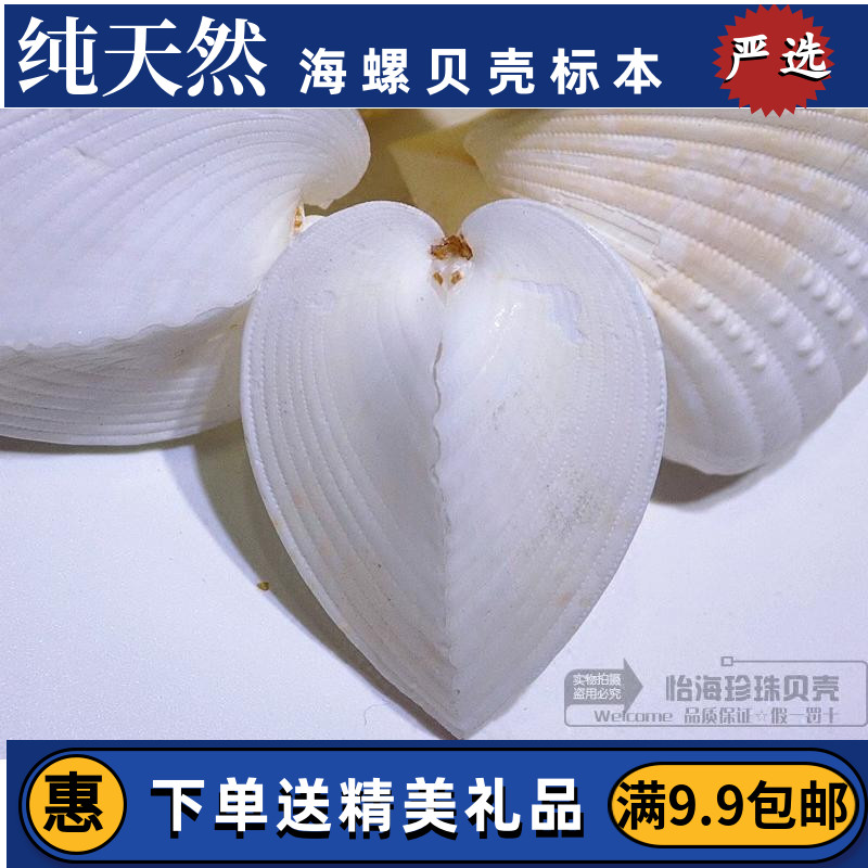 29 Natural sea screw shell chicken heart - shell double - shell couple - Be lover creative gift starstar