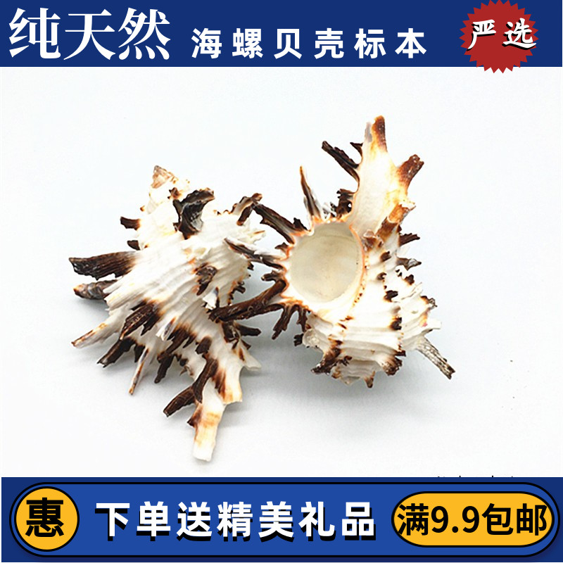 Lettuce bone snail natural sea snail seashells Black Thousand Hands Snail Sustena Crab Rolls Befish Sustench Fish Tank Water Group View