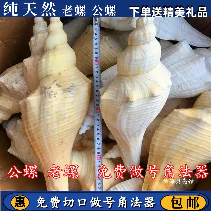 天然海螺貝殼長香螺老角螺響螺公螺密宗法器