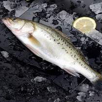  Sea bass Sea fish Fresh fresh frozen deep sea fish Fresh seafood Aquatic seafood Lu fish 3 3 5 kg