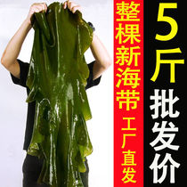  Fresh whole Xiapu salted kelp Whole kelp 5 kg kelp hot pot commercial ingredients