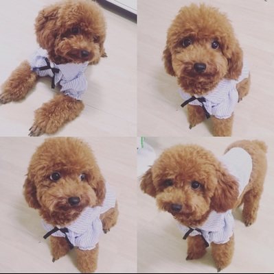Bubble Sleeves Pet Clothing Young Dogs Cat Kitty Doll Beauties Bibear Teddy Dogs Clothes Spring Summer Shirts