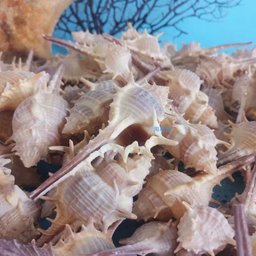 Натуральная раковина