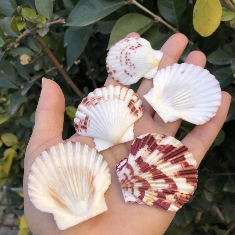 Natural Shell Sea Snail Peacock Scallop CREATIVE GIFT GROUND Terrace Fish Tank Decoration Handcrafted Pendulum with View Wall Sticker DIY-Taobao