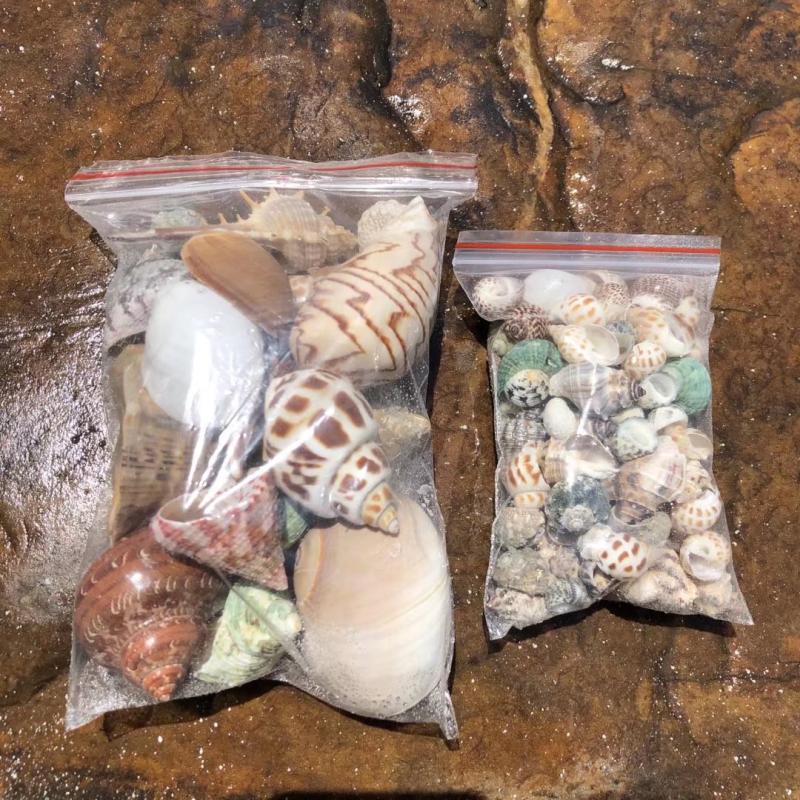 Bean Ding Consignment Crab Replacement Shell Natural Marine Snail Fish Tank Water Group Regulation Water Quality Hardness Ph Nitrobacteria Roll Befish-Taobao