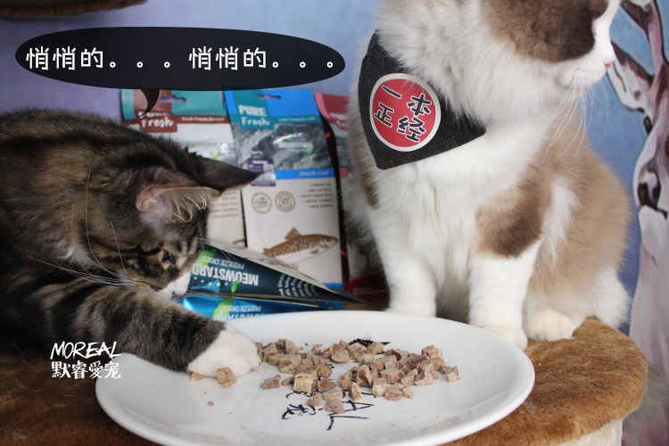 达 MEOWSTARD đồ ăn nhẹ dinh dưỡng cho mèo dinh dưỡng cá béo gà khô gà đông lạnh - Đồ ăn nhẹ cho mèo hạt whiskas cho mèo con