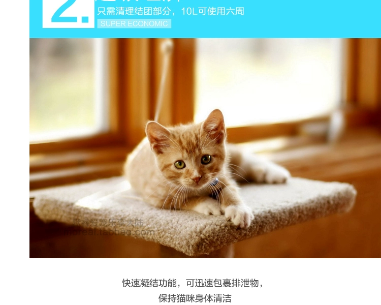 CAT Mèo Đức CAT "> <kiểu đầu vào = - Cat / Dog Beauty & Cleaning Supplies