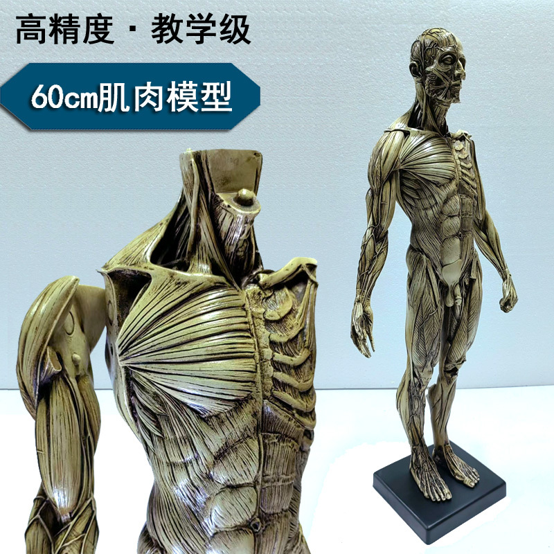 60cm Sculpture Painting Cg Plaster Head Model Toy Art Human Muscle Head Skeleton Anatomical Structure Model Art
