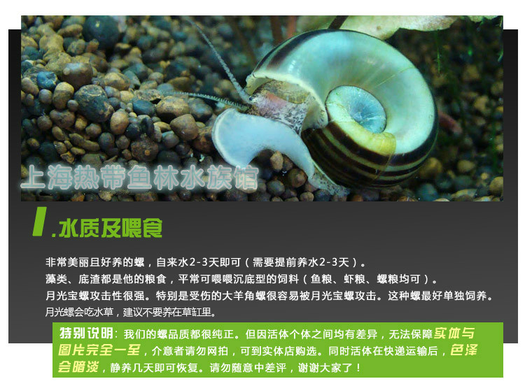 鱼缸螺越来越少,鱼缸螺,鱼缸螺的种类(第10页)_大山谷图库