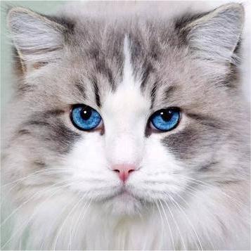 猫猫祟祟宠物馆的LOGO