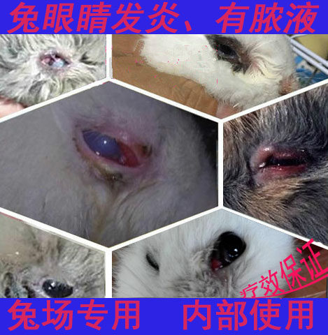 Pet rabbit hamster cats and dogs drip net eye drops conjunctivitis keratitis red swelling purulent antibacterial anti-inflammatory moisturizing tear marks