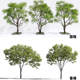 Clustered osmanthus, camphor, sophora japonica, garden small tree, hackberry, tallow tree, maple tree, eucalyptus tree, elm tree, street tree SU model