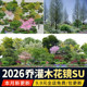 Garden landscape plant trees and shrubs combination with landscaping configuration 2D ground cover flower mirror SU model