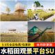 Observation Platform for Rural Revitalization, Popular Social Media Hotspot Design, Rice Field Bird-Watching Platform, Viewing Platform, Rice Field Landscape Su Model