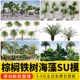 Palm, Ironwood Tree, Seaweed, Tropical Plants, King Coconut Tree, Areca Palm, Dragon Blood Tree, Sketchup Model