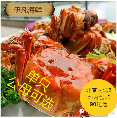 (Single)Spot Live Hairy Crab Female Hairy Crab 2 5-2 8 or Male Hairy Crab 3 5-3 8